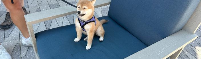 The Tiniest Shiba